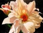Dahlia Duet
